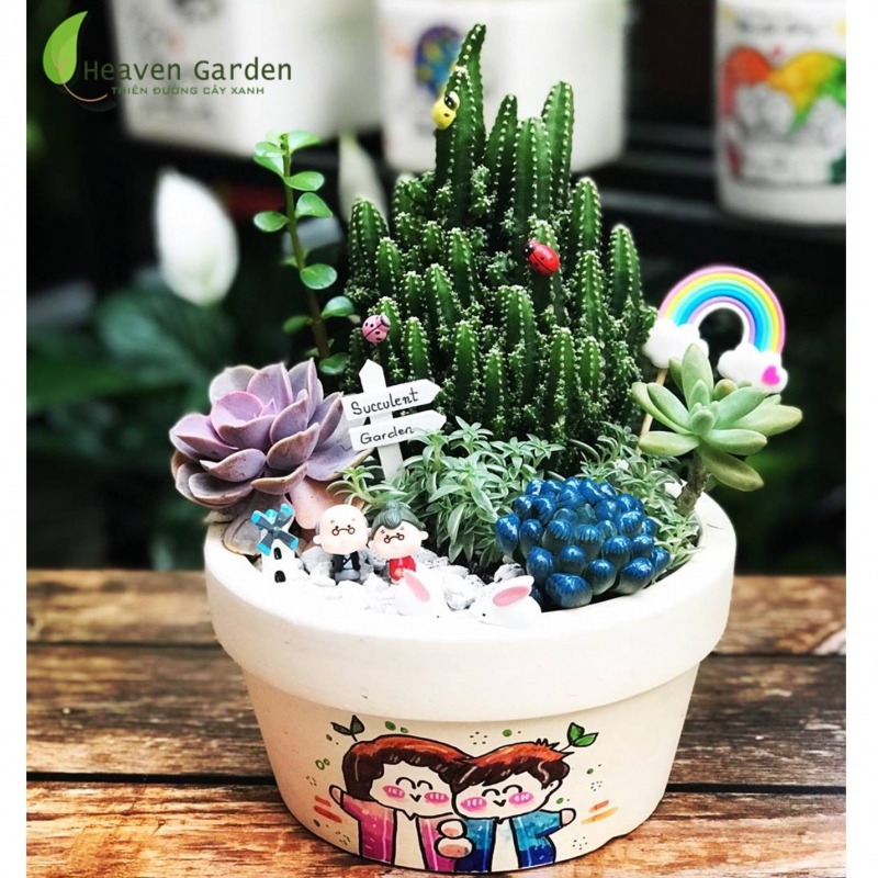 Sen đá mix tiểu cảnh