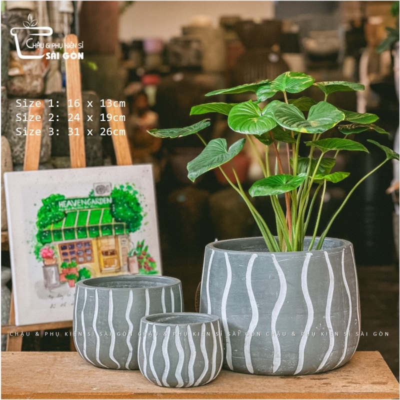 Chậu wax màu cao cấp