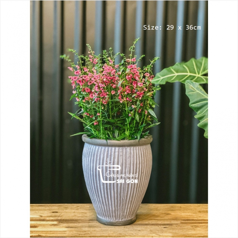 Chậu wax màu cao cấp