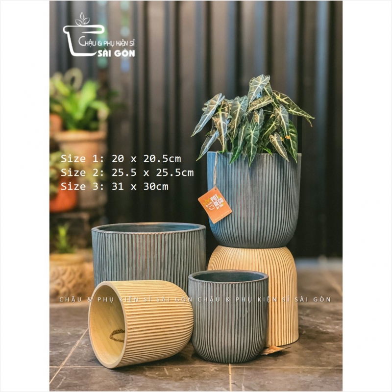 Chậu wax màu cao cấp
