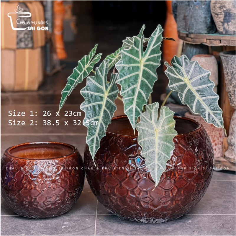 Chậu wax màu cao cấp