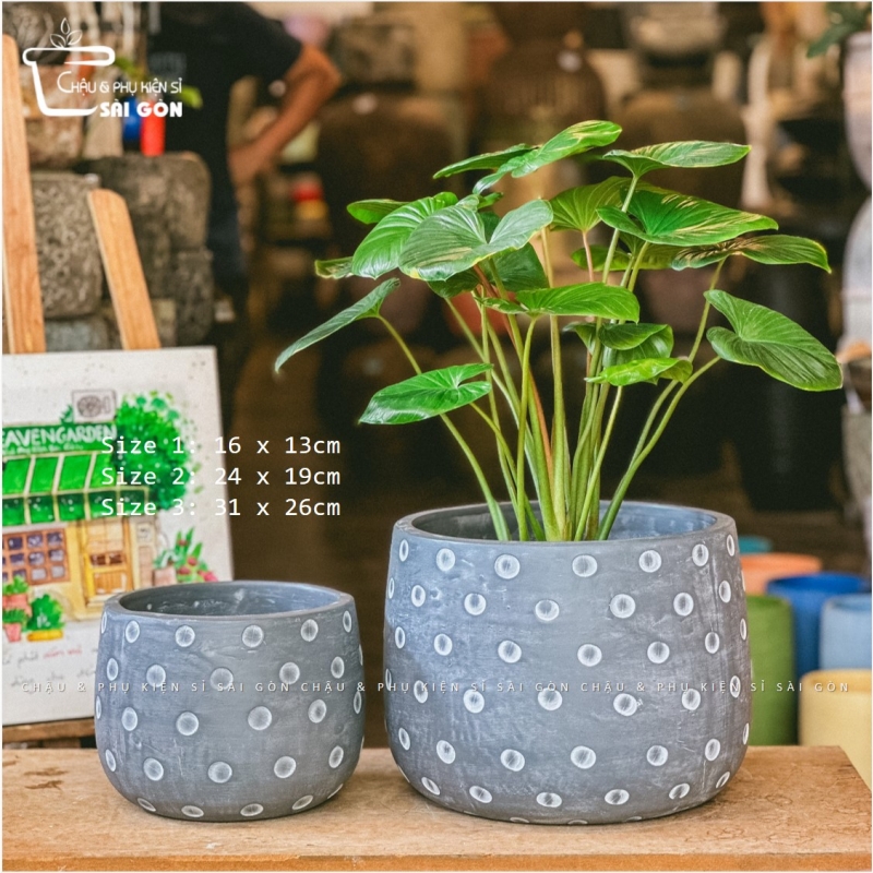 Chậu wax màu cao cấp