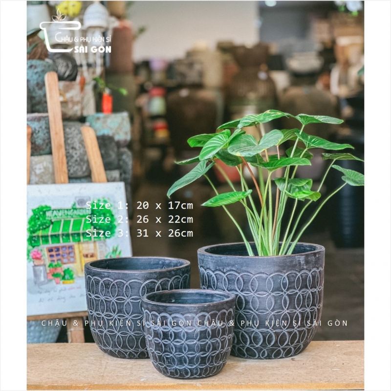 Chậu wax màu cao cấp