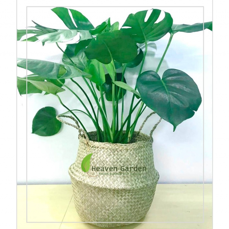 Trầu bà Nam Mỹ