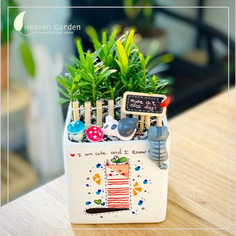 Vạn Niên Tùng mini