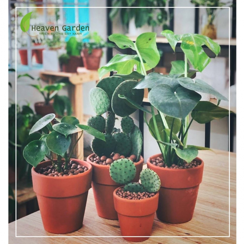 Peperomia Polybotrya