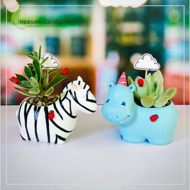 Sen đá - Chậu thú cưng