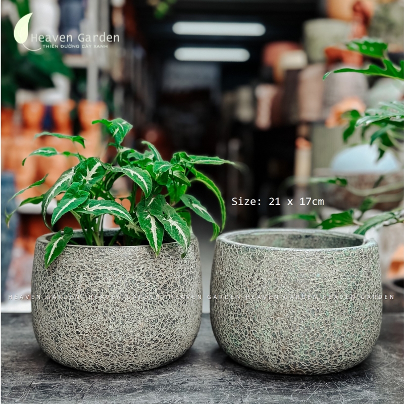 Chậu wax màu cao cấp