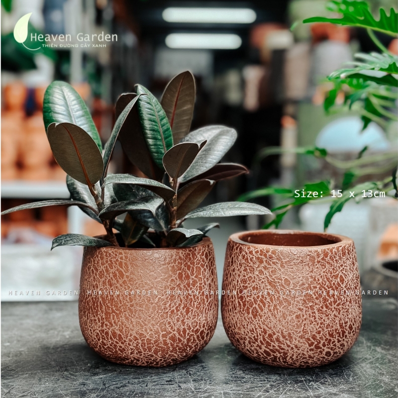 Chậu wax màu cao cấp