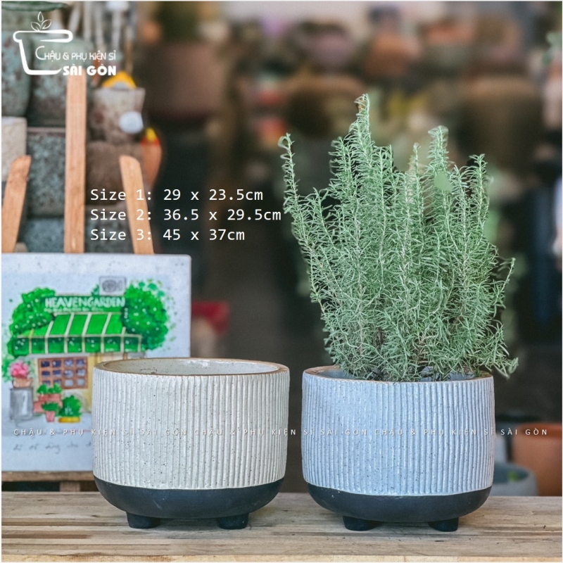 Chậu wax màu cao cấp
