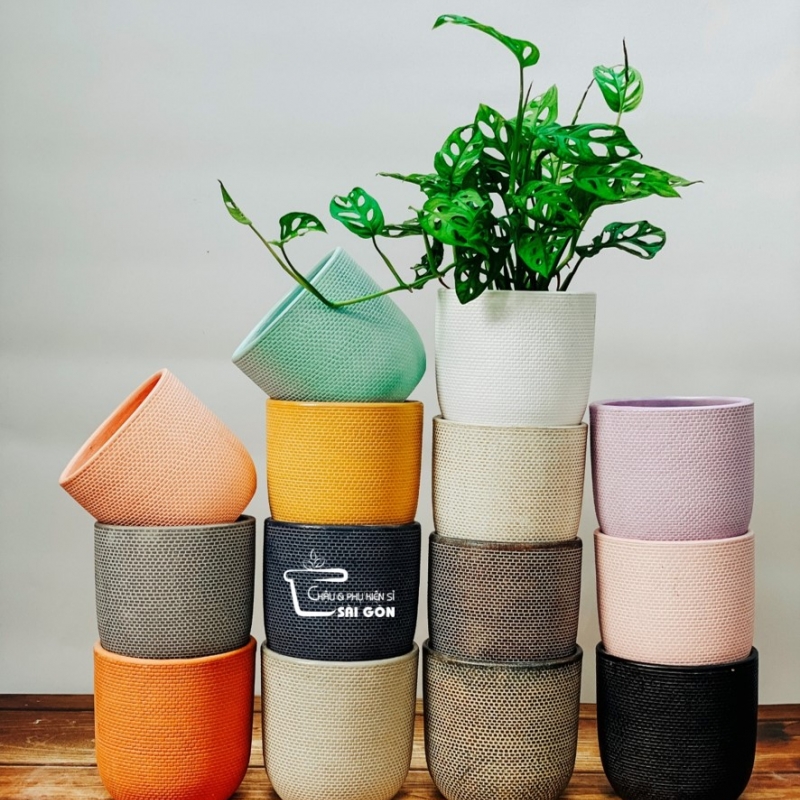 Chậu wax màu cao cấp