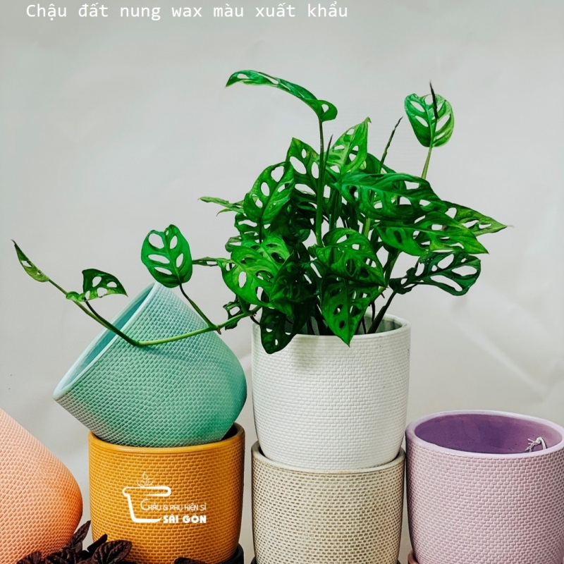 Chậu wax màu cao cấp