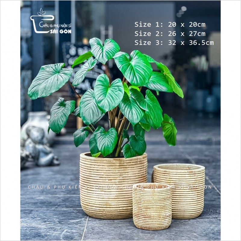 Chậu đất nung mộc